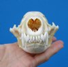 4-3/4 by 3-1/4 inches Badger Skull for Sale - Buy this one for $59.99