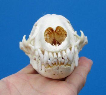 4-3/4 by 2-7/8 inches Badger Skull from North America - $59.99