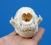 4-3/4 by 2-7/8 inches Badger Skull from North America - Buy this one for <font color=red>$59.99</font> (Plus $7.50 First Class Mail)