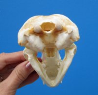 4-3/4 by 2-7/8 inches Badger Skull from North America - $59.99