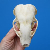 4-3/4 by 3 inches American Badger Skull for Sale -$59.99