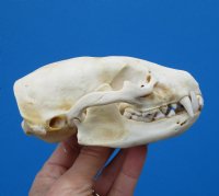 4-3/4 by 3 inches American Badger Skull for Sale -$59.99