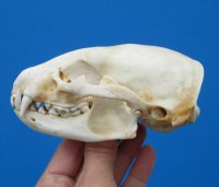 4-3/4 by 3 inches American Badger Skull for Sale -$59.99