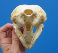 4-3/4 by 3 inches American Badger Skull for Sale -$59.99