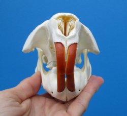 5 inches American Beaver Skull <font color=red> Grade A Quality</font> - Buy this one for $43.99