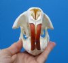 5 inches American Beaver Skull <font color=red> Grade A Quality</font> - Buy this one for $43.99