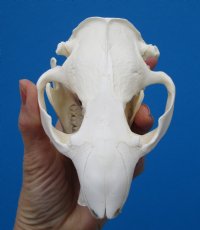 5 inches American Beaver Skull <font color=red> Grade A Quality</font> - Buy this one for $43.99