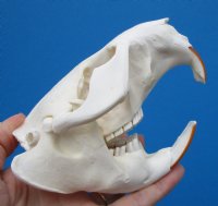 5 inches American Beaver Skull <font color=red> Grade A Quality</font> - Buy this one for $43.99