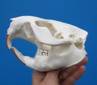 5 inches American Beaver Skull <font color=red> Grade A Quality</font> - Buy this one for $43.99