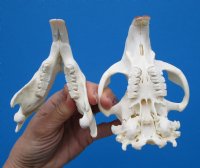 5 inches American Beaver Skull <font color=red> Grade A Quality</font> - Buy this one for $43.99