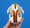 5-1/4 inches American Beaver Skull, <font color=red> Grade A Quality</font> - Buy this one for $43.99