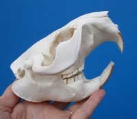 5-1/4 inches American Beaver Skull, <font color=red> Grade A Quality</font> - Buy this one for $43.99