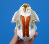 5-1/2 inches North American Beaver Skull for Sale </font color=red> Grade A Quality</font> Buy this one for $43.99