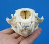 Real American Otter Skull for Sale 4-1/2 by 3-1/8 inches  - Buy this one for <font color=red>$42.99</font> Plus $8.50 1st Class Mail