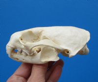 Real American Otter Skull for Sale 4-1/2 by 3-1/8 inches for $42.99