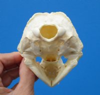 Real American Otter Skull for Sale 4-1/2 by 3-1/8 inches for $42.99