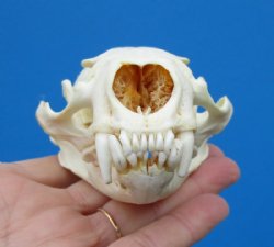 4-1/4 by 2-3/4 inches North American Otter Skull for $42.99