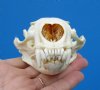 4-1/4 by 2-3/4 inches North American Otter Skull for Sale - Buy this one for <font color=red>$42.99</font> Plus $8.50 1st Class Postage