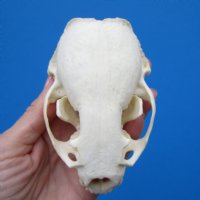 4-1/4 by 2-3/4 inches North American Otter Skull for $42.99