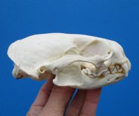 4-1/4 by 2-3/4 inches North American Otter Skull for $42.99