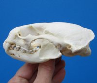 4-1/4 by 2-3/4 inches North American Otter Skull for $42.99