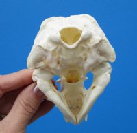 4-1/4 by 2-3/4 inches North American Otter Skull for $42.99