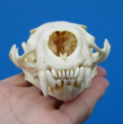 4-1/4 by 3 inches American Otter Skull for $42.99