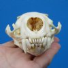 4-1/4 by 3 inches American Otter Skull for Sale - Buy this one for<font color=red> $42.99</font> Plus $8.50 1st Class Mail
