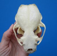4-1/4 by 3 inches American Otter Skull for $42.99