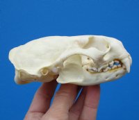 4-1/4 by 3 inches American Otter Skull for $42.99