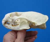 4-1/4 by 3 inches American Otter Skull for $42.99