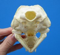 4-1/4 by 3 inches American Otter Skull for $42.99