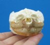 Common Snapping Turtle Skull 3-5/8 by 2-3/8 inches - Buy this one for<font color=red> $49.99</font>( Plus $7.50 1st Class Mail)