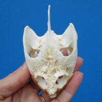 Common Snapping Turtle Skull 3-5/8 by 2-3/8 inches - Buy this one $49.99