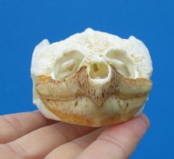 Common Snapping Turtle Skull 3-5/8 by 2-3/8 inches - Buy this one $49.99