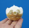 Real Common Snapping Turtle Skull for Sale 4-1/4 by 2-3/8 inches - Buy this one for <font color=red>$54.99</font> Plus $6.50 1st Class Mail