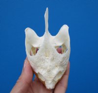 Real Common Snapping Turtle Skull for Sale 4-1/4 by 2-3/8 inches - Buy this one for $54.99