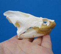 Real Common Snapping Turtle Skull for Sale 4-1/4 by 2-3/8 inches - Buy this one for $54.99