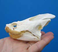 Real Common Snapping Turtle Skull for Sale 4-1/4 by 2-3/8 inches - Buy this one for $54.99