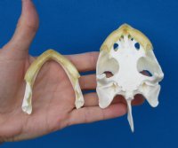 Real Common Snapping Turtle Skull for Sale 4-1/4 by 2-3/8 inches - Buy this one for $54.99