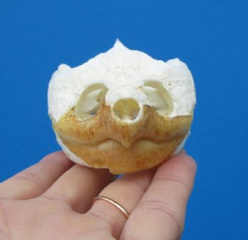 Real Common Snapping Turtle Skull for Sale 4-1/4 by 2-3/8 inches - Buy this one for $54.99