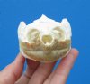 Common Snapping Turtle Skull 3-7/8 by 2-1/2 inches - Buy this one for <font color=red>$49.99</font> Plus $6.50 1st Class Mail