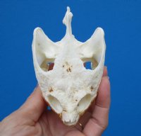 Common Snapping Turtle Skull 3-7/8 by 2-1/2 inches - Buy this one for $49.99