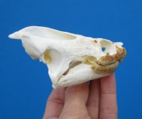 Common Snapping Turtle Skull 3-7/8 by 2-1/2 inches - Buy this one for $49.99