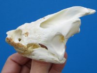 Common Snapping Turtle Skull 3-7/8 by 2-1/2 inches - Buy this one for $49.99