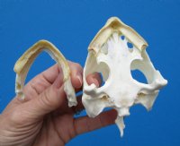 Common Snapping Turtle Skull 3-7/8 by 2-1/2 inches - Buy this one for $49.99