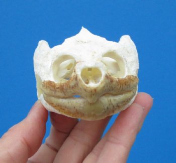 Common Snapping Turtle Skull 3-7/8 by 2-1/2 inches - Buy this one for $49.99