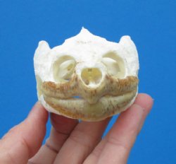 Common Snapping Turtle Skull 3-7/8 by 2-1/2 inches - Buy this one for $49.99