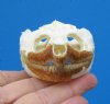 Authentic Snapping Turtle Skull for Sale  3-7/8 by 2-3/8 inches- Buy this one for <font color=red>$49.99</font> Plus $8.50 1st Class Mail