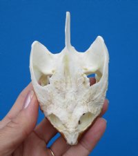 Authentic Snapping Turtle Skull for Sale  3-7/8 by 2-3/8 inches- Buy this one for $49.99